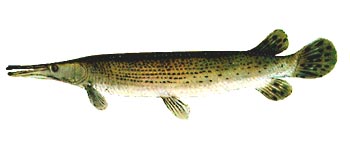 Alligator Gar (Lepisosteus spatula).