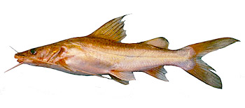 Asian River Catfish (Hemibagrus nemurus).