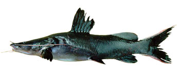 Blue-eyed Catfish (Hemibagrus wyckii).