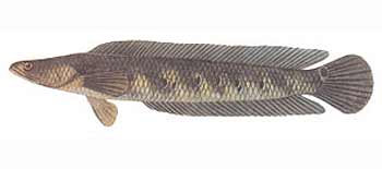 Cobra Snakehead (Channa marulius).