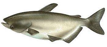 Giant Mekong Catfish (Pangasianodon gigas).