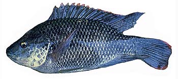 Mozambique Tilapia (Oreochromis mossambicus).