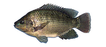 Nile Tilapia (Oreochromis niloticus niloticus).