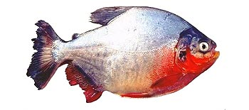 Red Bellied Pacu (Colossoma macropomum).