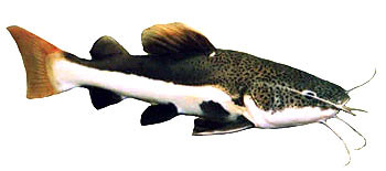 Redtail Catfish (Phractocephalus hemioliopterus).