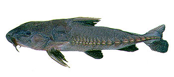 Ripsaw Catfish (Oxydoras niger).