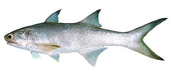 Thredfin Salmon (Eleutheronema tetradactylum).