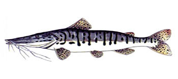 Tiger Catfish (Pseudoplatystoma fasciatum).