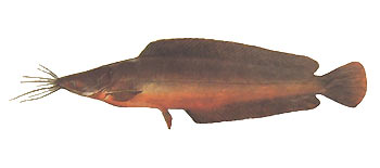 Walking Catfish (Clarias batrachus).