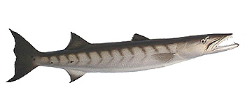 Barracuda (Sphyraena barracuda).