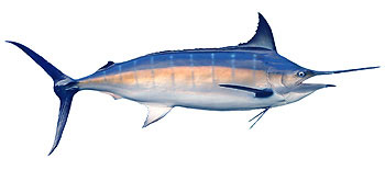 Blue Marlin (Makaira mazara).
