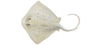 Bluespotted Stingray (Dasyatis kuhlii).