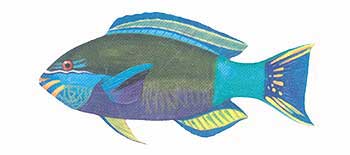 Bridled Parrotfish (Scarus frenatus).