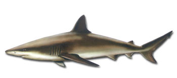 Copper Shark (Carcharhinus brachyurus).