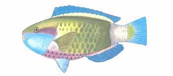Daisy Parrotfish (Chlorurus sordidus).
