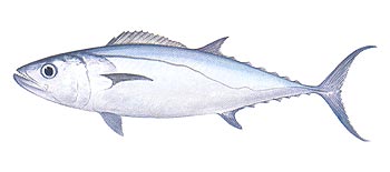 Dogtooth Tuna (Gymnasarda unicolor).