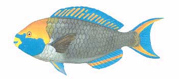Dusky Parrotfish (Scarus prasiognathos).