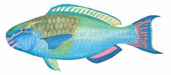 Ember Parrotfish (Scarus rubroviolaceus).
