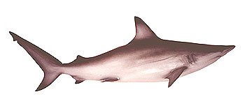 Grey Reef Shark (Carcharhinus amblyrhynchoides).