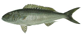 Green Jobfish (Aprion virescens).