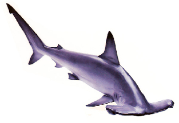 Hammerhead Shark (Sphyrna species).