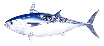 Kawa Kawa Tuna (Euthynnus affinis).