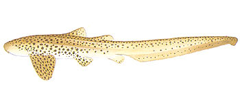 Leopard Shark (Stegostoma fasciatum).