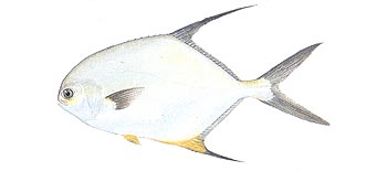 Permit (Trachinotus blochii).