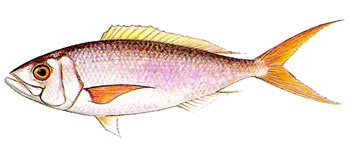 Smalltooth Jobfish (Aphareus furca).