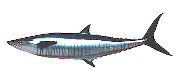 Narrow-barred Spanish Mackerel (Scomberomorus commerson).
