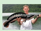 Giant Snakehead Fish - Freshwater Fishing in Thailand.