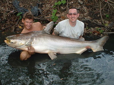 Giant Catfish Images