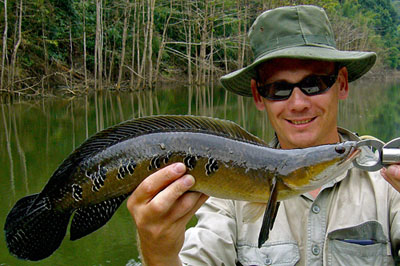 Cobra Snakehead caught in the jungle.