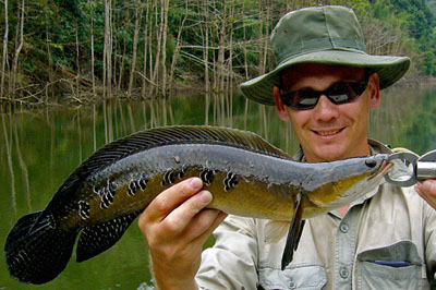 Cobra Snakehead caught at Cheow lan.