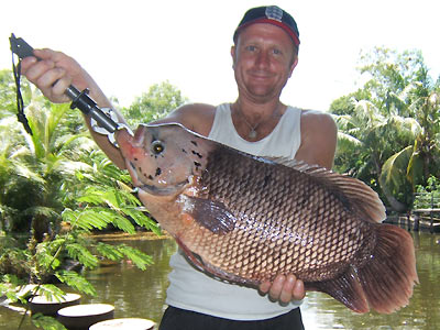 Knurrender Gurami aus dem Par Lai See auf Phuket.