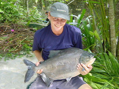 Pacus aus dem Par Lai See auf Phuket.