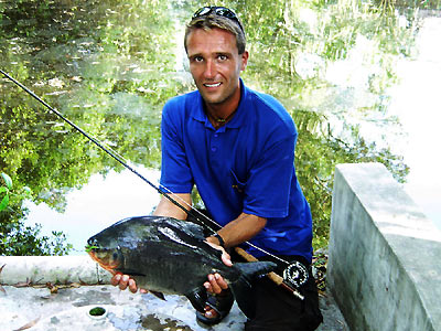 Red Bellied Pacu an der Fliege.