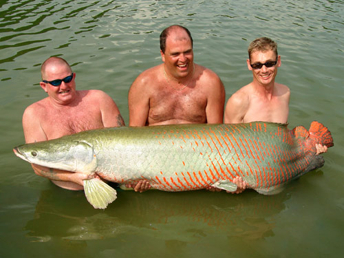 Massive Arapaima from Krabi!