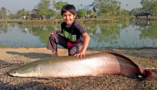 Arapaima from Bangkok Predator Fishing.