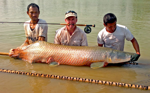 Arapaima from Bangkok Predator Fishing.