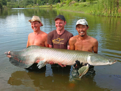 Arapaima from Greenfield Valley Hua Hin.