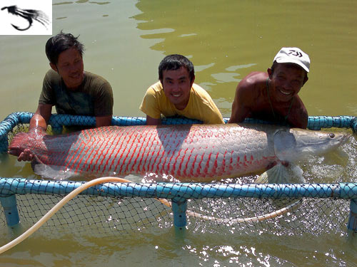 Huge Arapaima caught on fly at Exotic Fishing Thailand.