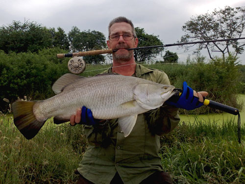 A nice Barramundi on fly.