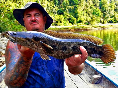 Blotched Snakehead at the jungle.