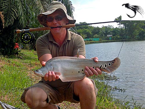 Clown Featherback on fly from Phuket Fishing Park.
