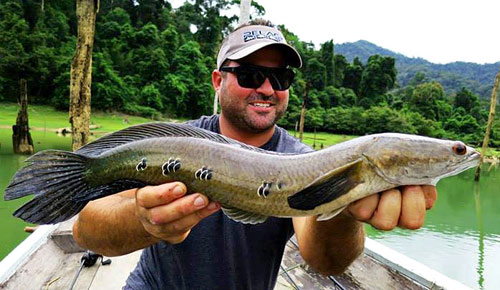 Cobra Snakehead at the jungle!