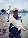Giant Catfish from Bungsam Lan.