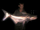 Giant Catfish from Bangkok.