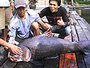 Giant Siamese Carp from Bangkok.
