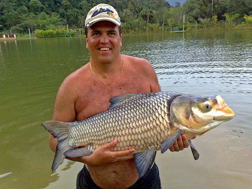 Giant Siamese Carp from Krabi.